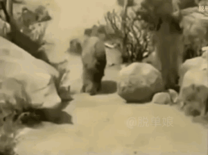 这是一段搞笑的GIF动态图，画面呈现了野外一处布满岩石和低矮植被的区域，一只棕熊正慢悠悠地向前行走，当它走到一块和自己皮毛颜色高度相近的岩石后方时，产生了奇妙的视觉错位效果，看起来就像是棕熊突然“隐身消失”了，这种巧合的视觉反差带来了滑稽的趣味感。