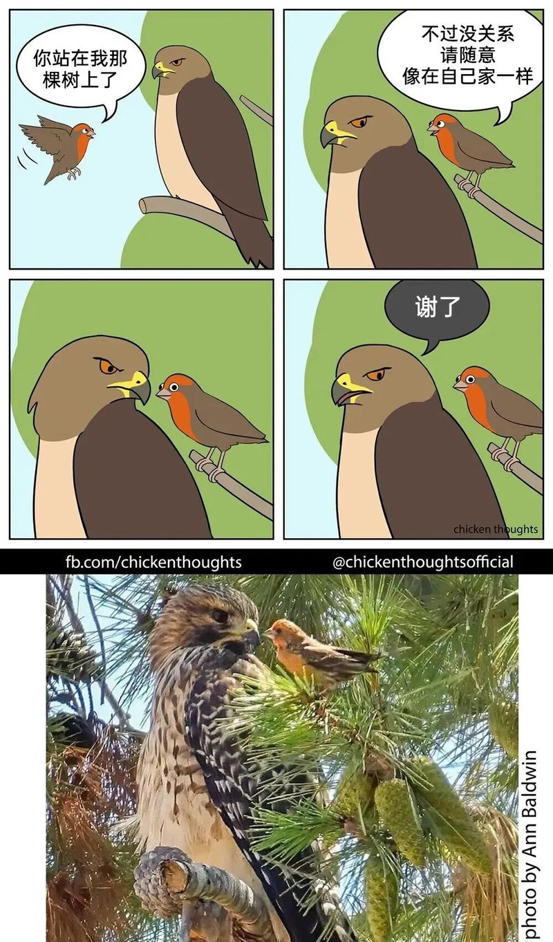 小鸟