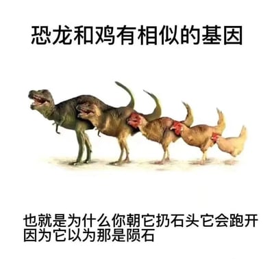 图片通过幽默的视觉设计展示了恐龙到鸡的进化序列：从左侧的霸王龙开始，体型逐渐缩小，依次过渡到类似恐龙的生物、火鸡，最终变成普通家鸡。上方文字点明“恐龙和鸡有相似的基因”，底部文字则调侃道“也就是为什么你朝它扔石头它会跑开因为它以为那是陨石”，以轻松诙谐的方式演绎了进化论中恐龙与鸟类（包括鸡）的亲缘关系。