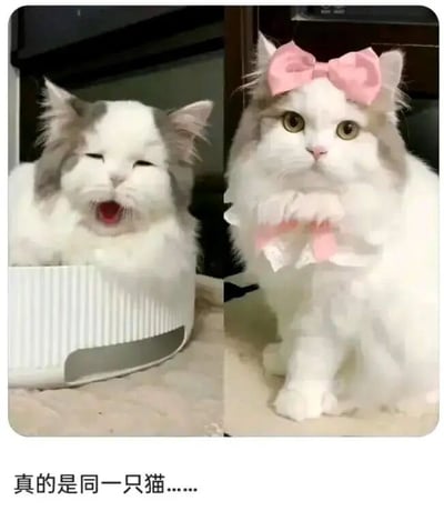 图片为左右对比图，左侧是一只毛发略显凌乱的白猫，正窝在白色条纹容器中张大嘴巴打哈欠，表情呆萌；右侧是同一只猫，戴着粉色蝴蝶结头饰和粉色项圈，毛发梳理得十分整齐，端坐姿态乖巧，眼神清澈平静。图片底部配有文字“真的是同一只猫……”，通过前后造型和状态的巨大反差制造出幽默可爱的效果。