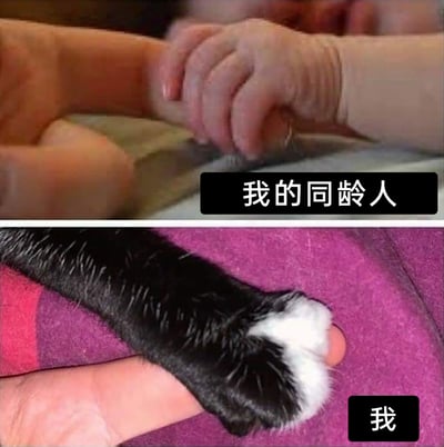 这是一张上下拼接的对比梗图，上图呈现了一只婴儿的手握住成年人手指的画面，配文“我的同龄人”，暗指同龄人已经进入到养育下一代的人生阶段；下图则是一只黑白相间的猫爪握住人的手指，配文“我”，用猫咪慵懒、依赖的状态，自嘲自己仍处于悠闲度日、未进入同龄人人生阶段的状态，通过强烈的反差感，生动地表达了对自己人生进度滞后的调侃，引发同样状态网友的共鸣。