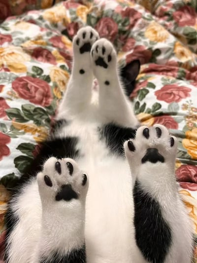 这是一张静态实拍图，画面主体是一只黑白花色的奶牛猫，它仰躺在印有红、黄玫瑰及绿叶图案的床品上，四只爪子朝上举起，露出粉白底色搭配黑色肉垫和黑点的爪垫，猫咪仅露出部分身体，脸部被遮挡，姿态放松慵懒，毫无防备的模样显得十分可爱。