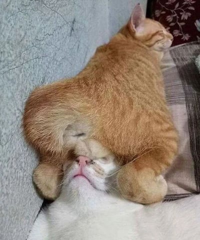 两只猫咪叠在一起睡觉的温馨场景。橘猫侧躺在白猫身上，将白猫当作枕头，白猫则仰躺着，露出鼻子和嘴巴。两只猫咪都闭着眼睛，看起来睡得很香。背景是带有纹理的墙壁和沙发，营造出舒适的居家氛围。
