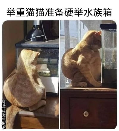 这是一张左右对比的多图拼接静态图，图中利用视觉错位制造出有趣的效果：左侧画面里，一只橘猫背对着镜头，身体贴在水族箱后方，从这个角度看仿佛猫咪正从后面“举着”水族箱；右侧画面则揭晓了真相，这只橘猫只是趴在柜子上，身体自然靠在水族箱的侧面，并不是真的在举重。图的上方配有文字“举重猫猫准备硬举水族箱”，用拟人化的趣味描述放大了视觉错位的搞笑感，让猫咪的姿态看起来像是在进行举重运动，显得诙谐又可爱，展现出萌宠日常里的趣味瞬间。