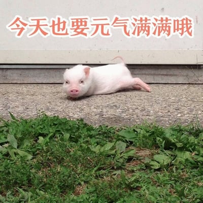 图片中是一只白色的小猪趴在水泥地面上，身体舒展，前爪向前伸，眼神呆萌可爱。小猪身后是浅色的墙壁，前方有一片绿色的草地。图片顶部有橙色的文字“今天也要元气满满哦”，整体营造出治愈、积极向上的氛围，适合作为日常鼓励的萌宠图片。