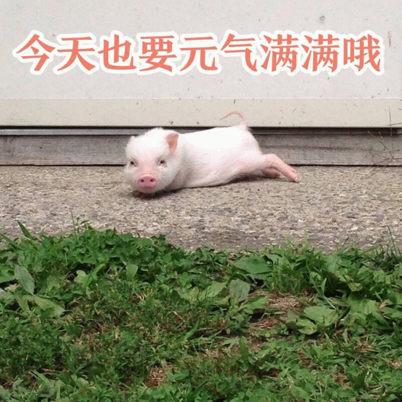 今天也要元气满满的小猪