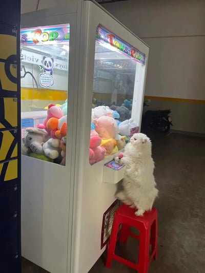 室内场景中，一台名为'Toys Pop'的夹娃娃机内装满了熊猫、大象、小猪等彩色毛绒玩具。一只白色长毛猫站在红色塑料凳子上，前爪搭在夹娃娃机的控制按钮上，仰头注视着机器内的爪子，仿佛正认真操作试图抓取玩具。背景可见黄色与黑色相间的储物柜和一辆黑色摩托车，环境像是车库或小型游乐区。画面充满生活气息与萌趣感，展现了猫咪模仿人类行为的可爱瞬间。