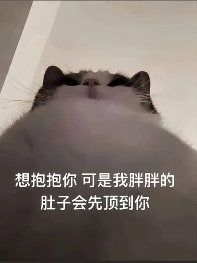 这是一张采用低角度拍摄的真实胖猫咪照片，画面中猫咪圆润的大肚腩占据了绝大部分区域，仅露出部分头部。图中配有文字“想抱抱你 可是我胖胖的肚子会先顶到你”，以软萌的语气表达出想亲近对方却因自己肥胖产生小顾虑的可爱情绪，整体风格治愈又暖心，没有双关、谐音梗等特殊表意。