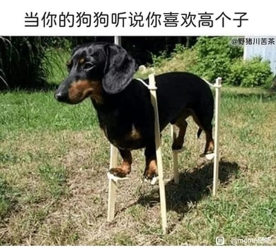 这是一张充满趣味的静态梗图，画面主体是一只黑棕相间的短腿腊肠犬，它的四肢被固定在一套简易的自制木质高跷装置中，正站立在户外的草地上。图片上方配有文字“当你的狗狗听说你喜欢高个子”，用拟人化的手法，将狗狗塑造成“为了迎合主人喜好，特意想办法增高”的形象，利用腊肠犬本身短腿的品种特征，和强行增高的滑稽行为形成强烈反差，营造出幽默搞笑的氛围，既体现了宠物和主人之间的温馨互动感，又以夸张的方式戳中观众的笑点，很容易引发宠物爱好者的共鸣。