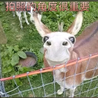这是一张静态实拍单图，画面主体是一只小毛驴，拍摄者采用近距离低角度的拍摄方式，让小毛驴的脸部被夸张放大，眼睛圆睁、鼻子突出，看起来仿佛在咧嘴“微笑”，神态十分滑稽有趣。小毛驴将头部探出围栏，背景是绿色的草地，画面左上角能看到另一只动物的部分身体，草地上还有一个食盆和一些绿植。图片顶部配有醒目的文字“拍照的角度很重要”，通过这个搞笑的视觉效果，直观地展示了拍摄角度对画面呈现效果的巨大影响，以此制造趣味笑点，属于网络上流行的搞笑动物梗图。
