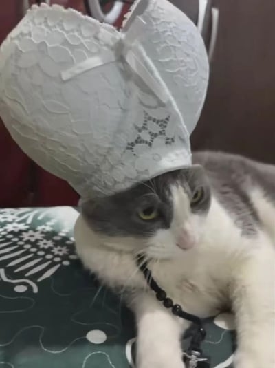 一只灰白相间的猫咪，头上戴着一个灰色的蕾丝胸罩，像一顶奇特的帽子。猫咪表情看起来有些无奈和困惑，眼睛斜视着一边。它脖子上还戴着一串黑色的珠子项链，正趴在一个绿色带有白色花纹的垫子上。整个画面充满了滑稽搞笑的感觉，展现了宠物被主人恶作剧打扮的有趣场景。