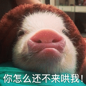 委屈小猪：你怎么还不来哄我！
