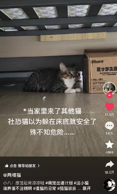 一只虎斑加白的猫咪正蜷缩在床底的地板上，前爪白色毛发与灰黑色条纹形成鲜明对比，耳朵竖起，眼神警惕地望向右侧。旁边放着一个印有日文和“NIKORO LITTO20G”字样的棕色纸箱，箱面还贴有猫咪图案贴纸。图片中央叠加白色文字：“*当家里来了其他猫 社恐猫以为躲在床底就安全了 殊不知危险……*”，生动展现了猫咪面对陌生同类时的“社恐”行为，画面既可爱又充满戏剧性张力。