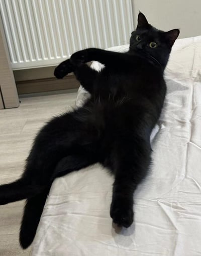 一只纯黑色的猫咪正仰躺在白色的床单上，四肢舒展，前爪交叉放在胸前，露出雪白的肚皮。它的绿色眼睛睁得大大的，带着一丝好奇和无辜的神情望向镜头，蓬松的尾巴自然垂落在床边。背景中可以看到白色的暖气片和浅色木地板，整个画面温馨治愈，展现了猫咪放松惬意的居家状态。