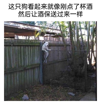 这是一张原始拍摄的静态单图，画面呈现了一处户外小院的角落场景：深色的木质栅栏旁设有金属网格围栏，旁边生长着几棵细竹子，地面散落着落叶与小石块。一只白色狗狗的身体卡在木质栅栏的缝隙中，前爪搭在栅栏的横栏上，上半身探出栅栏，这个姿势恰好和酒吧里酒保递酒的动作高度相似。图的上方配有搞笑文字：“这只狗看起来就像刚点了杯酒然后让酒保送过来一样”，通过拟人化的联想，将狗狗意外卡栅栏的尴尬姿势转化为充满趣味的人类服务场景，制造出轻松幽默的效果，属于宠物类的搞笑内容。