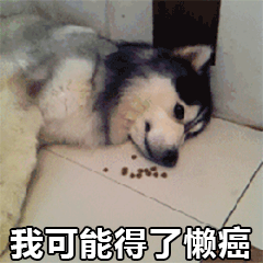 哈士奇躺平不想吃狗粮：我可能得了懒癌