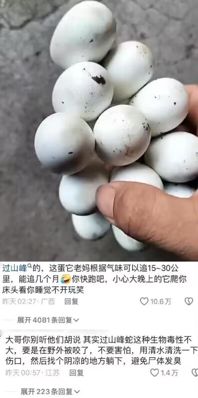 这是一张竖屏的抖音评论区截图，画面上方是一只手握着一堆带污渍的白色蛇蛋，下方是两条高赞评论。第一条评论结合科普与玩梗，提醒博主这是眼镜王蛇（过山峰）的蛋，母蛇会凭借气味追踪15-30公里，甚至持续追踪数月，让博主赶紧快跑；第二条评论是反话整活，看似说过山峰毒性不大，实际调侃被眼镜王蛇咬后死亡率极高，“躺下避免尸体发臭”是夸张的玩笑，本质是强调其危险性，整个评论区充满了搞笑、整活的氛围，用反差感的表述引发网友互动。