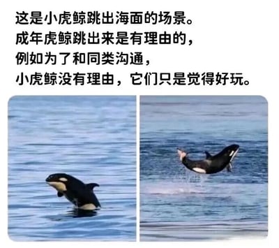 图片上方为文字说明，下方是两张并排的小虎鲸跳跃照片。左侧照片中，一只小虎鲸头部和上半身露出海面，身体呈弯曲状；右侧照片中，另一只小虎鲸完全跃出水面，身体在空中舒展，尾部溅起水花。文字内容解释成年虎鲸跳跃有沟通等理由，而小虎鲸跳跃纯粹是因为觉得好玩，展现了小虎鲸活泼好动的天性。