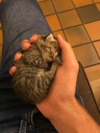 一只巴掌大的虎斑小奶猫蜷缩在人的手掌中熟睡，眼睛紧闭，小爪子自然收拢，毛发呈灰棕色条纹状，显得格外娇小柔软。画面中可见人的蓝色牛仔裤裤腿和背景的棕黄色瓷砖地板，手部动作轻柔，整体氛围温馨治愈，充满了萌宠带来的温暖感。
