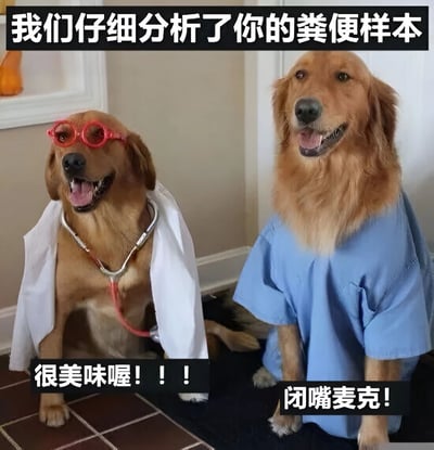 图片中两只金毛犬拟人化打扮成医护人员形象，左侧狗狗戴着红色圆框眼镜、身披白色医生大褂并挂着听诊器，右侧狗狗穿着蓝色手术服，二者并排坐在室内瓷砖地面上。图片顶部有文字“我们仔细分析了你的粪便样本”，左侧狗狗下方配文“很美味喔！！！”，右侧狗狗下方配文“闭嘴麦克！”。通过让狗狗扮演医生分析粪便样本并说出荒诞的“美味”评价，制造出强烈的反差幽默效果。