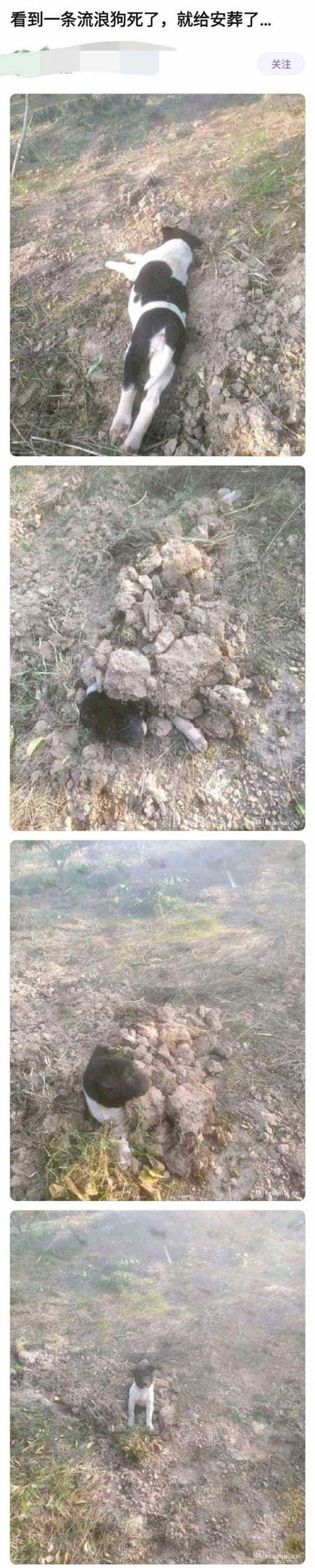 这是一组连环实拍图，记录了一次乌龙的“安葬”流浪狗事件：
1. 第一张图：一只黑白花色的流浪狗躺在挖好的土坑里，看起来像是“死亡”状态；
2. 第二张图：土坑被填上大半泥土，只露出狗的头部和一只爪子；
3. 第三张图：土堆覆盖得更厚，但狗的上半身又从土里露了出来；
4. 第四张图：原本“被安葬”的流浪狗居然站在了土堆前，原来它根本没死，只是在土坑里休息装睡，最后“复活”的结局制造了搞笑反转效果。