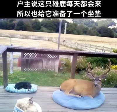 图片展示了一个温馨的乡村场景，一只雄鹿正舒适地躺在门廊的蓝色坐垫上，旁边还有两只狗也各自躺在垫子上休息。户主表示这只雄鹿每天都会来，所以特意为它准备了坐垫。画面背景是开阔的田野和围栏，整体氛围宁静和谐。