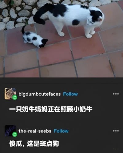 图片上半部分是一张实拍照片，展示了一只黑白斑点的成年猫和一只体型小很多的同款幼猫站在红砖铺成的地面上，背景有一些鹅卵石。成年猫低头看着幼猫，姿态像是在照顾它。图片下半部分是两条社交媒体评论：用户“bigdumbcutefaces”留言“一只奶牛妈妈正在照顾小奶牛”，将猫咪误认成奶牛；另一条来自用户“the-real-seebs”的评论反驳道“傻瓜，这是斑点狗”，又将猫咪错认为斑点狗。整个梗图通过连续的错误动物识别制造出幽默效果。