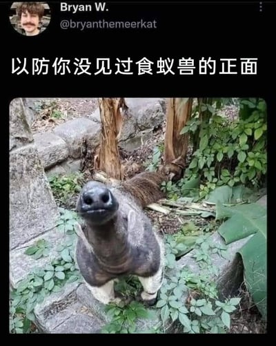 这是一张来自海外社交平台的趣味梗图截图，顶部显示发布者为Bryan W.（账号@bryanthemeerkat），下方配有中文文字“以防你没见过食蚁兽的正面”，再下方的实拍图中，一只食蚁兽的尾部朝向镜头，其臀部的形态与食蚁兽的正面脸部高度相似，形成了强烈的视觉错位效果，让观者第一眼会误以为看到的是食蚁兽的正面，实际是它的臀部。场景设置在有石块、枯木和各类绿植的户外环境中，整体氛围搞笑有趣，利用视觉错觉制造反差笑点。