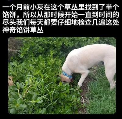 图片上方配有文字说明，下方是一只戴着蓝色项圈的浅色狗狗正低头专注地嗅闻一片茂密的绿色草丛。文字内容讲述一个月前这只叫小灰的狗狗在该草丛中找到半个馅饼，从此之后每天都会仔细检查这处“神奇馅饼草丛”，甚至幽默地夸张要持续到“时间的尽头”。整体展现了宠物因一次偶然收获而产生的可爱执念行为。