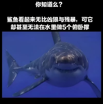 这张梗图展示了一只表情被编辑成微笑的鲨鱼，背景为蓝色海水。图片上方配有文字：'你知道么？鲨鱼看起来无比凶狠与残暴，可它却甚至无法在水里做5个俯卧撑'。该梗通过对比鲨鱼的凶猛形象与无法完成俯卧撑的搞笑事实，营造出幽默效果，属于冷知识类搞笑内容。