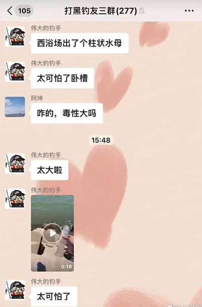 这是一张名为“打黑钓友三群(277)”的微信聊天群截图，群成员“伟大的钓手”首先发言称西浴场出现了柱状水母，表达了自己的惊恐情绪，成员阿坤询问该水母的毒性大小，“伟大的钓手”回复毒性很大并附上一段19秒的相关视频，再次强调情况可怕。对话为钓友间针对水域出现特殊有毒生物的日常交流，无谐音、双关等特殊梗。