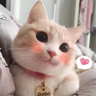 一张近距离拍摄的浅色猫咪特写照片。猫咪有着大大的圆眼睛，眼周和脸颊带有粉色腮红效果，显得格外呆萌。它戴着粉色项圈，项圈上挂着一个圆形吊牌，上面刻有名字“Bobi”。猫咪趴卧在柔软的浅色织物上，身体放松，右侧有一个手绘风格的白色心形气泡，整体画面充满治愈感和可爱气息。