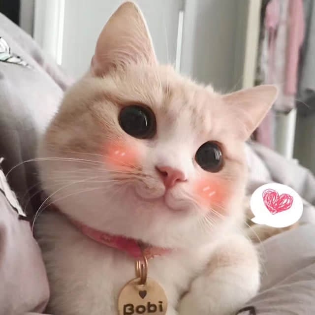腮红小猫Bobi的可爱瞬间