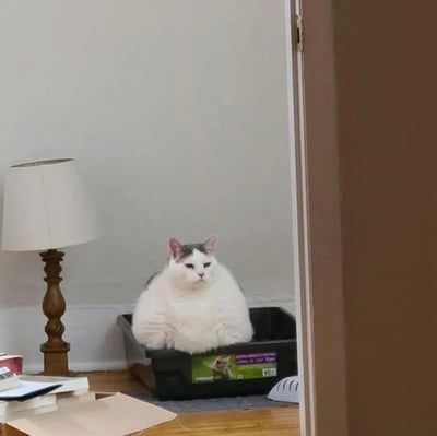 一只灰白相间的胖猫正端坐在黑色收纳箱中，表情严肃，眼神中透着一丝不屑。猫咪位于房间角落，背景有一盏白色灯罩的台灯和散落的纸张，整体场景呈现出一种生活化的温馨感。