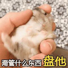 仓鼠