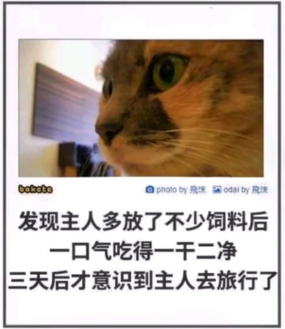 这是一张来自bokete平台的搞笑宠物梗图，上方是一只表情呆滞、眼神放空的猫咪特写照片，下方配有三段文案，讲述了一个滑稽的故事：猫咪发现主人多放了不少饲料后，一口气把饲料吃得一干二净，结果三天后才反应过来主人是去旅行了，自己提前吃光了未来几天的口粮。通过猫咪后知后觉的呆萌反应制造出强烈的反差笑点，生动展现了宠物的可爱与迟钝，让人忍俊不禁。