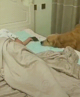 这是一段趣味十足的动态GIF，画面中一位盖着米色被子的人躺在床上，将一只脚伸出被子外，床边的金毛犬好奇地凑上前去嗅闻这只脚，整个场景捕捉到了宠物与主人之间搞笑又温馨的日常互动，充满生活烟火气。