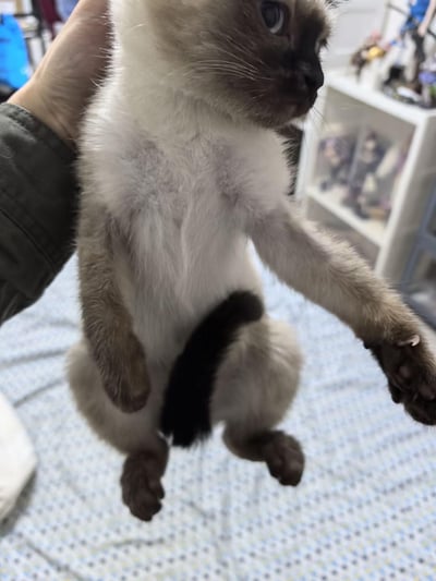 一只可爱的暹罗小猫被人用手托起，身体直立，前爪自然伸展。小猫有着典型的暹罗猫特征——雪白的躯干搭配深棕色的耳朵、脸部、四肢和尾巴，蓝色的眼睛好奇地望向一侧，表情呆萌又认真。背景中可以看到房间的一角，有白色的置物架，上面摆放着一些玩偶，地面铺着带有细小花纹的床单，整体氛围温馨日常。