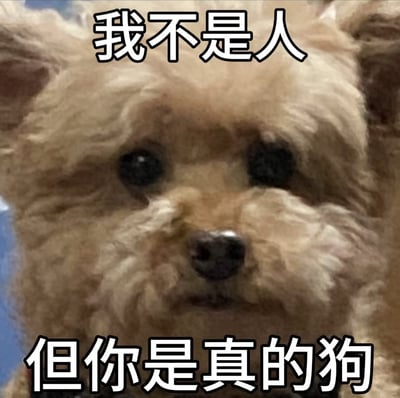 这张梗图是一只泰迪犬的放大特写，画面上配有两行大字：“我不是人”“但你是真的狗”。表面字面意思描述的是动物和人的区别，但“狗”在中文网络语境中常用来调侃、贬低或讽刺，是一种双关语，有特别的网络语境和情感色彩。多用于吐槽和调侃某人。