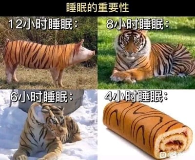 这是一张四格拼接的搞笑梗图，以“睡眠的重要性”为主题，通过不同睡眠时长对应的形象变化，夸张地调侃睡眠不足对人的状态影响：
1. 12小时睡眠：呈现的是被P上老虎条纹的猪，暗示睡太久会让人变得慵懒迟钝，如同猪一般缺乏活力；
2. 8小时睡眠：是状态正常的老虎，代表睡眠充足时人会精神饱满、充满活力；
3. 6小时睡眠：是面部被修改成猪脸的老虎，体现睡眠不足开始让人状态下滑，活力减退；
4. 4小时睡眠：直接变成了虎皮蛋糕，谐音“虎疲”，对应极度缺觉后的疲惫状态，也形象地暗示缺觉后人如同被“掏空”的食物，彻底失去活力。
整体通过P图改编和形象比喻，用幽默的方式展现睡眠时长与精神状态的关联，没有其他额外暗示或双关。