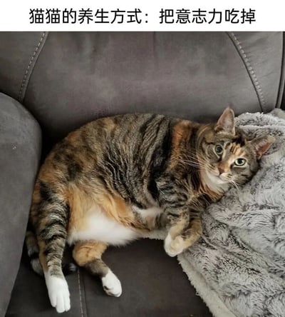图片中是一只体型圆润的玳瑁色猫咪，正慵懒地躺在灰色沙发上，身体下方垫着灰色毛绒毯子。猫咪眼神平静，腹部圆鼓，姿态放松。图片顶部配有文字“猫猫的养生方式：把意志力吃掉”，通过拟人化手法幽默调侃猫咪贪吃慵懒的习性，暗示其“养生”就是吃掉主人（或自己）控制饮食的意志力，营造出轻松可爱的氛围。