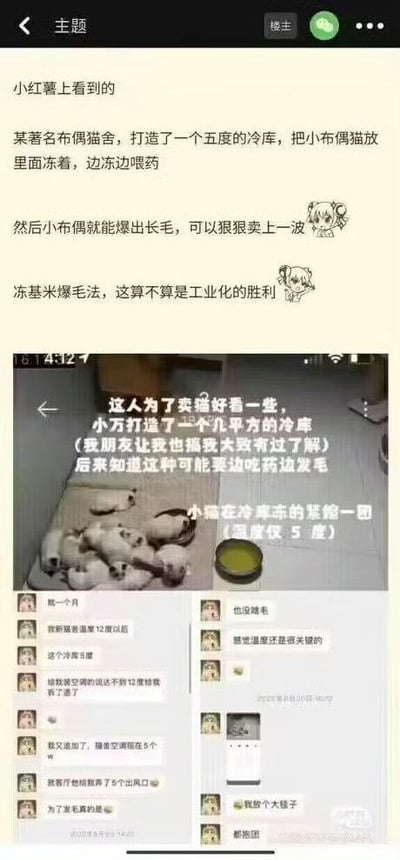 这张图讲述了在小红书等社交平台流传的一个段子：有博主将布偶猫的毛娃娃放入五度的冷库里，并在旁边喂皮毛膏，一边冻一边“喂药”，号称能“爆毛”——意思是长出更多的毛发，然后卖出高价。配以多个人评论区的调侃和对这个疯狂做法的吐槽。画面有截图、聊天记录和表情插画。整体调性很搞笑，带有对荒谬内容的讽刺。

双关/谐音梗说明：文中“爆毛”本指毛发快速生长，这里讽刺这些实验像工业催毛一样离谱。也有对“工业化胜利”这种用语的戏谑。