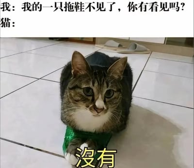 图片上方是文字“我：我的一只拖鞋不见了，你有看见吗？”，下方是一只虎斑猫趴在白色瓷砖地板上的照片，猫的前爪缠着绿色绷带，眼神无辜地看向镜头，图片底部有黄色文字“没有”作为猫的回应。背景中可以看到一双拖鞋放在远处的柜子旁，形成“猫明明可能知道却假装不知道”的幽默反差。