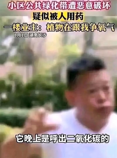 这是2024年8月1日湖南长沙的一段新闻视频截图，内容为小区公共绿化带遭恶意破坏，疑似被一楼业主用药损毁。涉事业主面对镜头理直气壮地辩解，称“植物在跟我争氧气”，还补充“它晚上是呼出二氧化碳的”。该业主的言论存在科学常识错误：植物白天通过光合作用释放氧气，整体生命周期中是氧气的生产者，且其破坏公共绿化带的行为违反公共道德，事件引发网友对其无知行为的吐槽。