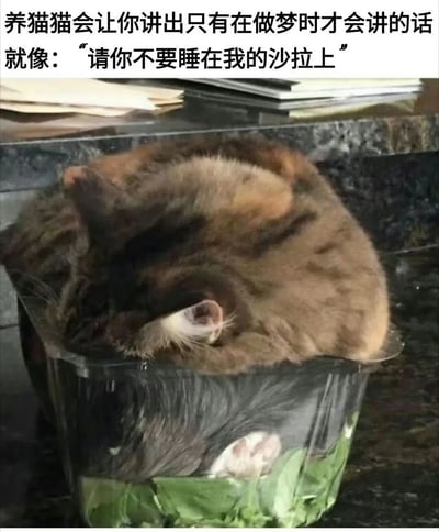 图片展示了一只棕橘色的猫咪蜷缩成一团，正熟睡在装有绿色蔬菜沙拉的透明容器中，猫咪的身体几乎完全占据了容器空间，只露出部分耳朵和爪子。图片上方配有文字：“养猫猫会让你讲出只有在做梦时才会讲的话 就像：‘请你不要睡在我的沙拉上’”，通过猫咪占据沙拉容器的可爱又无奈的场景，幽默展现了养猫过程中主人会说出的荒诞又真实的话语，引发铲屎官群体共鸣。