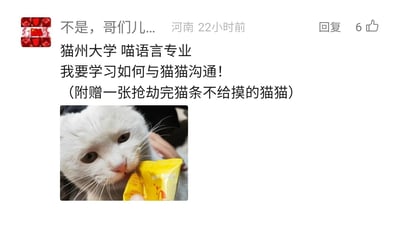 这是一条来自国内社交媒体平台的用户评论内容，评论者自称想要去虚构的“猫州大学喵语言专业”学习，目的是掌握和自家猫咪沟通的能力，还调侃自家猫咪是“抢劫完猫条不给摸”的傲娇类型，并附上了一张白色猫咪的实拍照片。照片里的白猫正咬着黄色的猫条包装，专注于啃食猫条，神态看起来有些无奈又只在意猫条，完美呼应了评论里的趣味描述，整体内容充满铲屎官和猫咪互动的温馨趣味，既体现了宠物主人想要和宠物更好交流的心情，也展现了猫咪傲娇搞怪的日常状态。