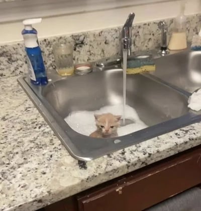 厨房水槽里，一只浅棕色小奶猫泡在满是白色泡沫的水中，水龙头还在不断流水。小猫只露出脑袋和部分身体，眼神中透露出无奈又委屈的表情，仿佛在控诉被强迫洗澡的遭遇。周围台面上摆放着蓝色清洁剂、玻璃杯和洗碗海绵等厨房用品，整体画面既滑稽又可爱。