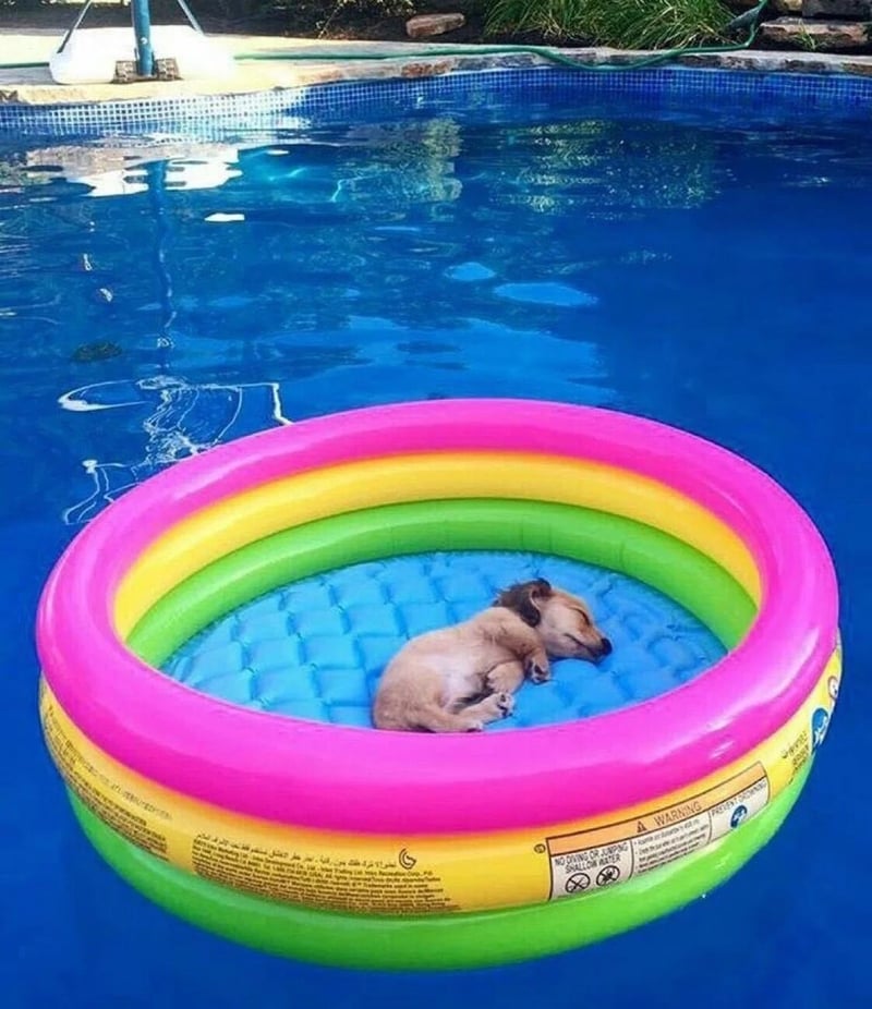 狗
