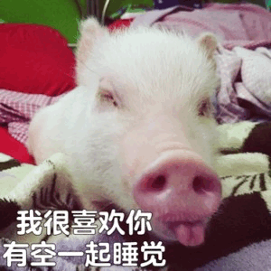 图片中是一只白色的小香猪，正趴在带有黑白花纹的毯子上，背景有红色的枕头和绿色的墙面。小猪双眼微眯，舌头俏皮地伸出，表情呆萌可爱。图片底部配有文字：'我很喜欢你 有空一起睡觉'，以小猪的口吻传达出直白又带着羞涩的好感，整体风格温馨俏皮，充满治愈感。