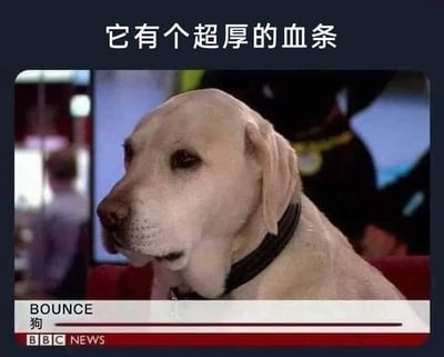这是一张经过二次创作的BBC新闻视频截图，属于文字加注的玩梗表情包。图中主体是一只名叫BOUNCE的拉布拉多犬，它安静坐着，侧头看向画面左侧，神态平静。图片顶部被添加了白色文字“它有个超厚的血条”，底部保留了BBC新闻的标识和狗狗的名字“BOUNCE”与中文“狗”，名字下方的长条被网友调侃成游戏里的血条，结合文字玩了游戏梗，用来幽默地调侃这只狗狗生命力顽强、“血厚抗造”，是将现实新闻场景与游戏元素结合的趣味创作。